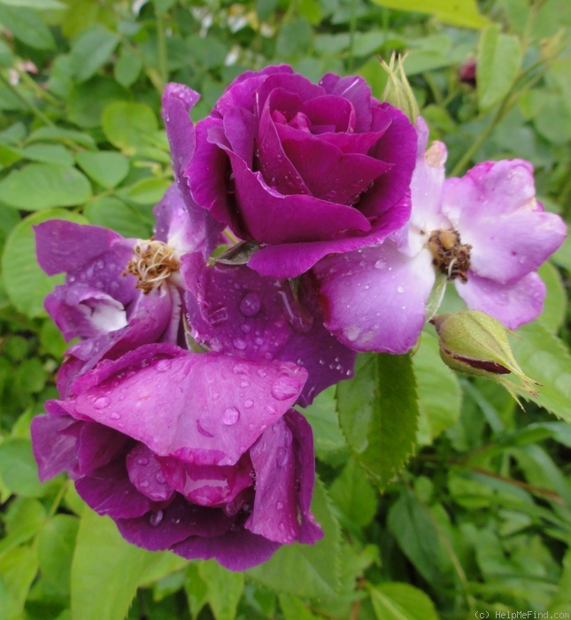 'Rhapsody in Blue ™' rose photo