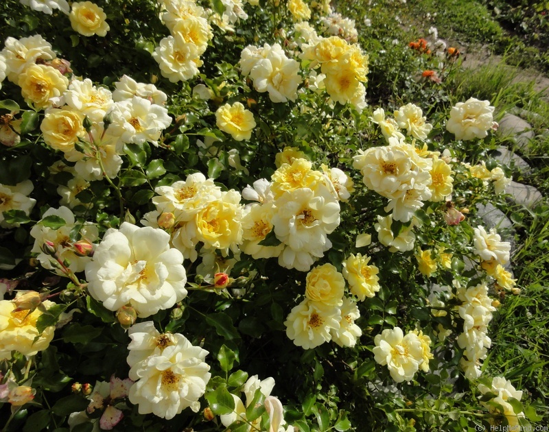 'Sunny Rose ™' rose photo
