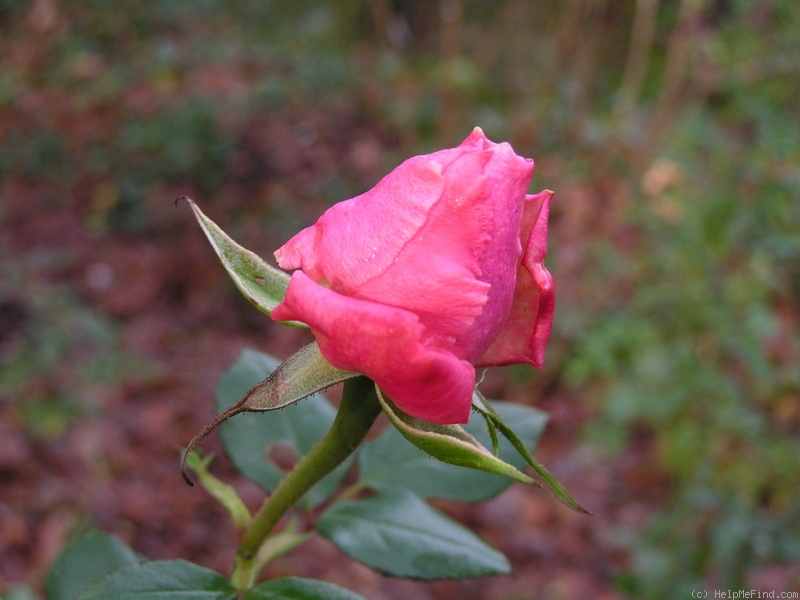 'Schloss Eutin ® Fairy Tale' rose photo