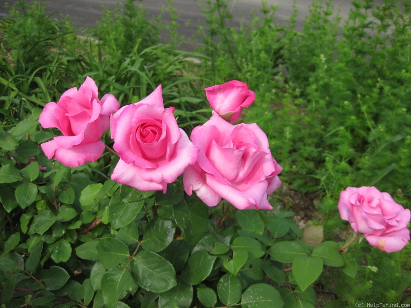 'The McCartney Rose ™' rose photo