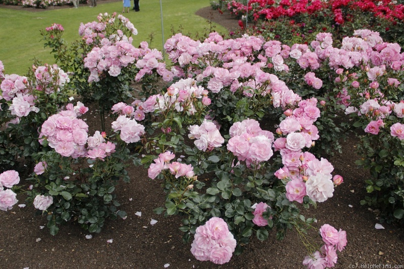 'Pacific Glory' rose photo