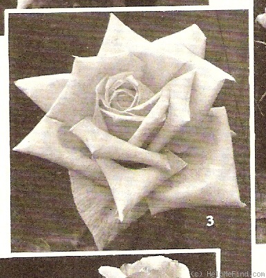 'Superb (hybrid tea, Evans, 1924)' rose photo