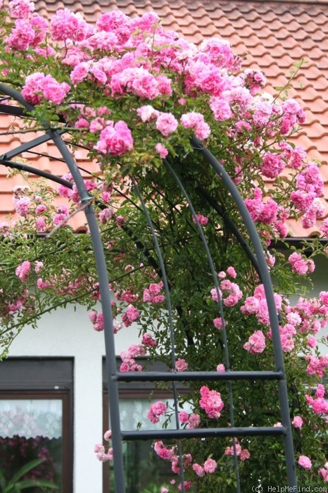 'Nahnshof' rose photo