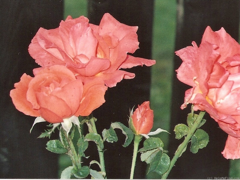'Monica (hybrid tea, Evers/Tantau, 1985)' rose photo