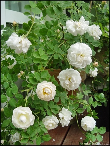 'El Ariana' rose photo