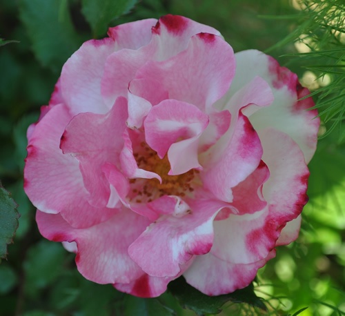 'Abigaile ®' rose photo