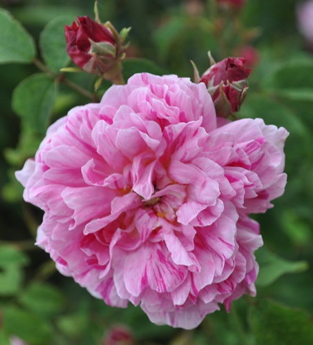 'Belle des Jardins (gallica, Guillot fils, 1872)' rose photo