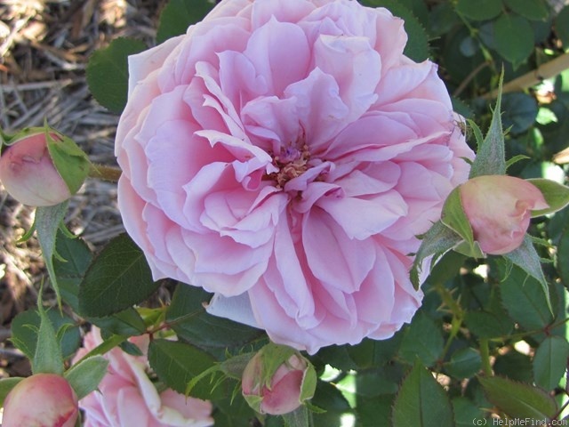 'Hans Heysen' rose photo