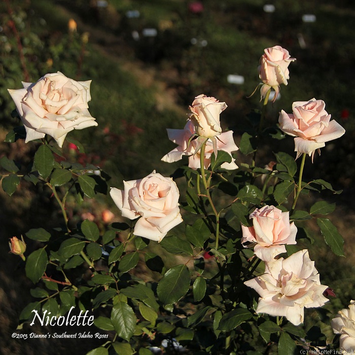 'Nicolette (hybrid tea, Taschner 1995)' rose photo