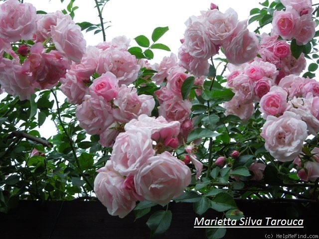 'Marietta Silva Tarouca' rose photo