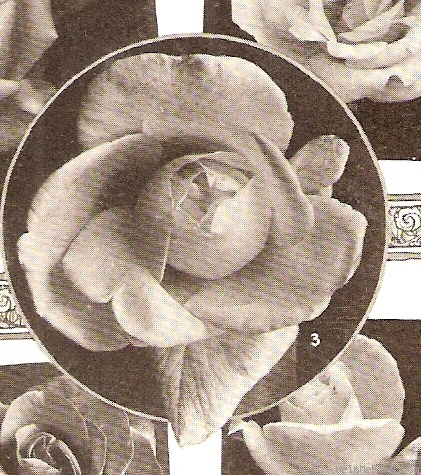 'Richard E. West' rose photo
