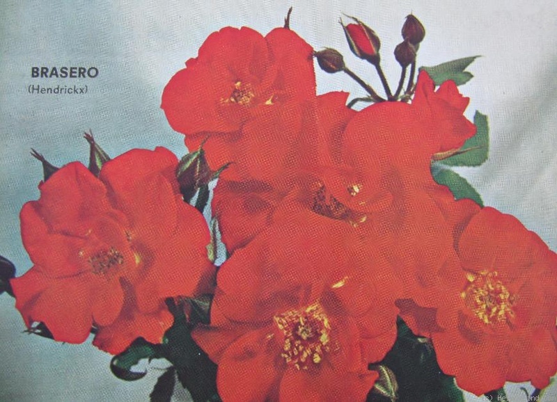 'Brasero (floribunda, Hendrickx, 1966)' rose photo