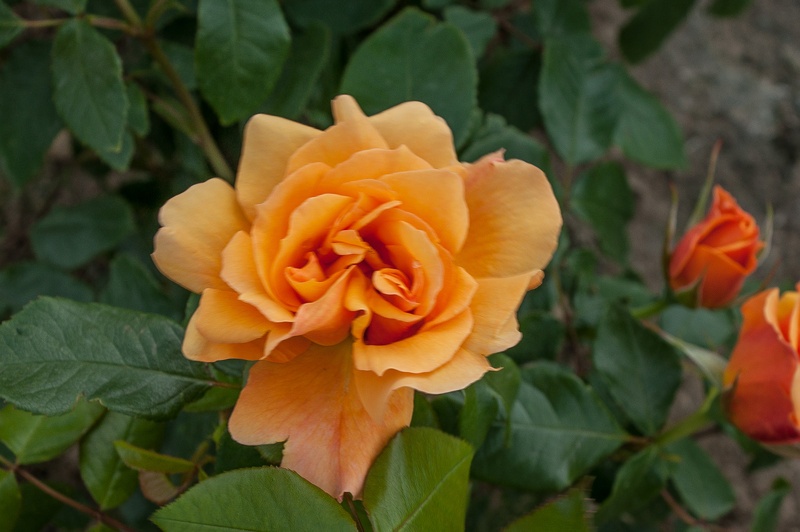 'Tequila Gold ®' rose photo