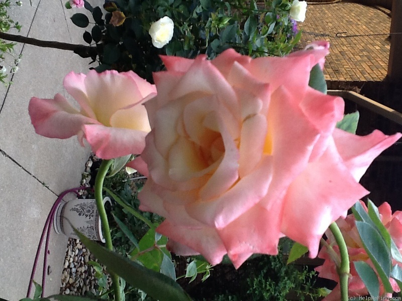 'Elegant Lady' rose photo