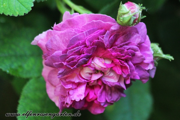 'Belle de Crécy (Gallica, Roeser, 1829)' rose photo