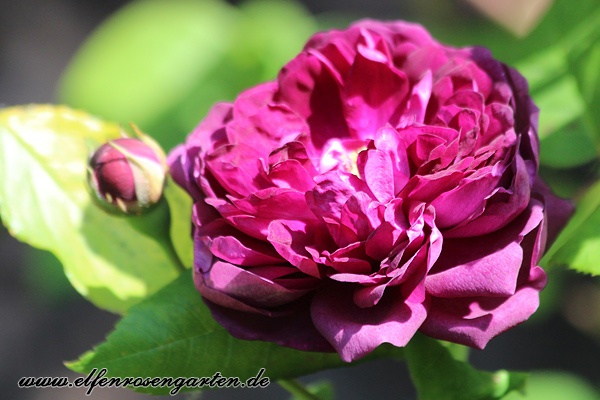 'Cardinal de Richelieu (Hybrid China, Parmentier, pre 1847)' rose photo