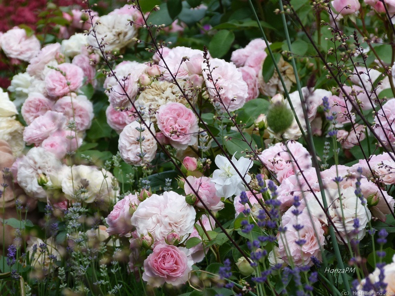 'Mariatheresia ®' rose photo