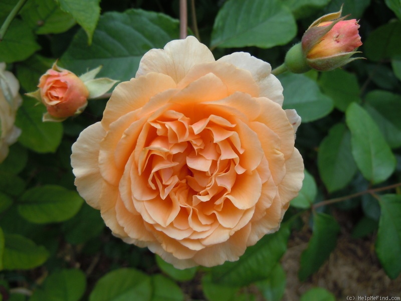 'Port Sunlight' rose photo