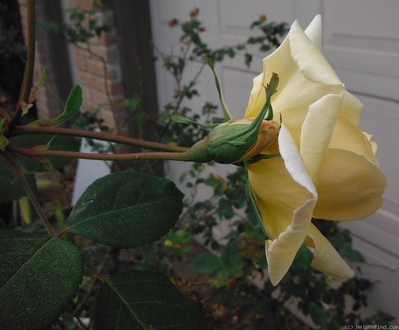 'Lady Pamela Carol' rose photo