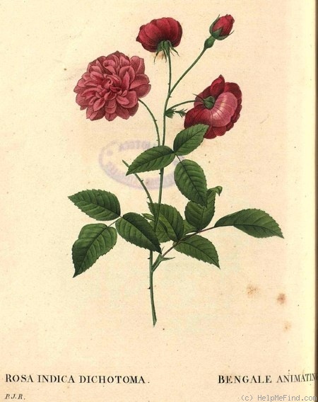 'Bengal Animating' rose photo