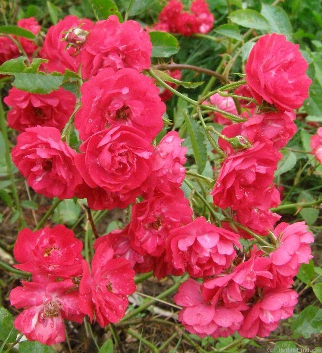 'Charta '77' rose photo
