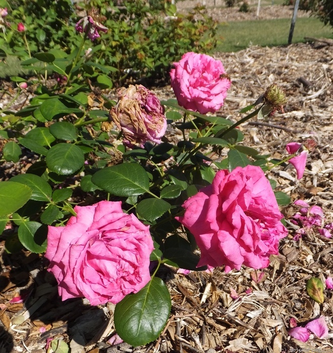 'Forever Irene' rose photo