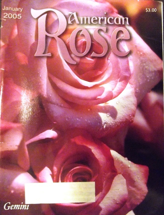 'American Rose'  photo