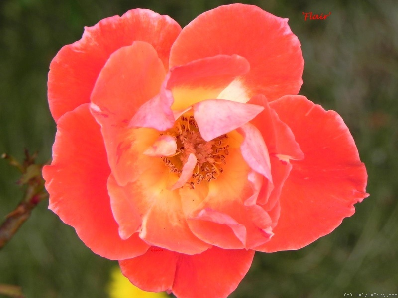 'Flair (floribunda, Dickson, 1992)' rose photo