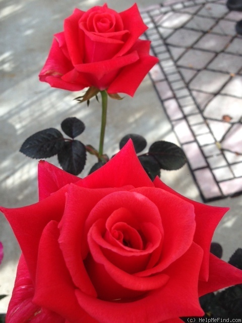 'Flaming Kardinal' rose photo