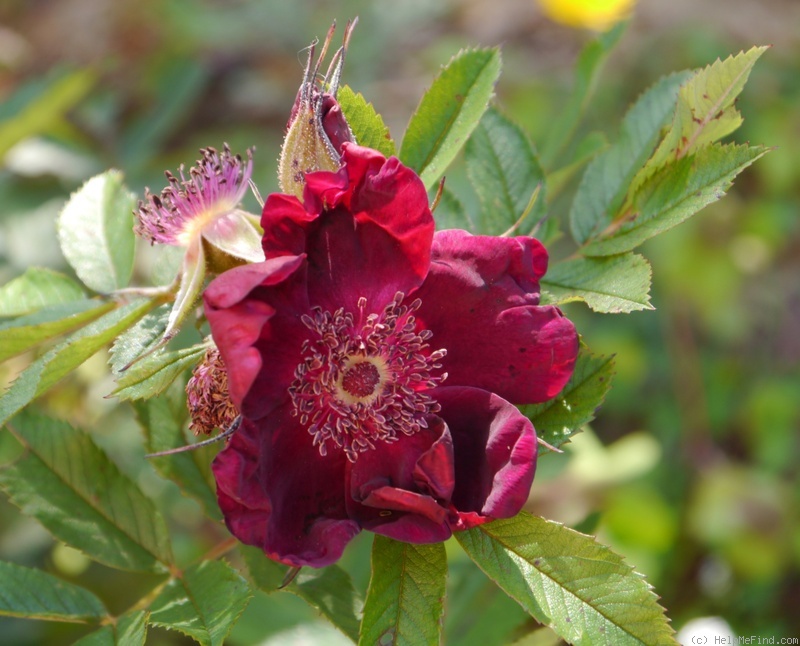 'Basye's Purple Rose' rose photo