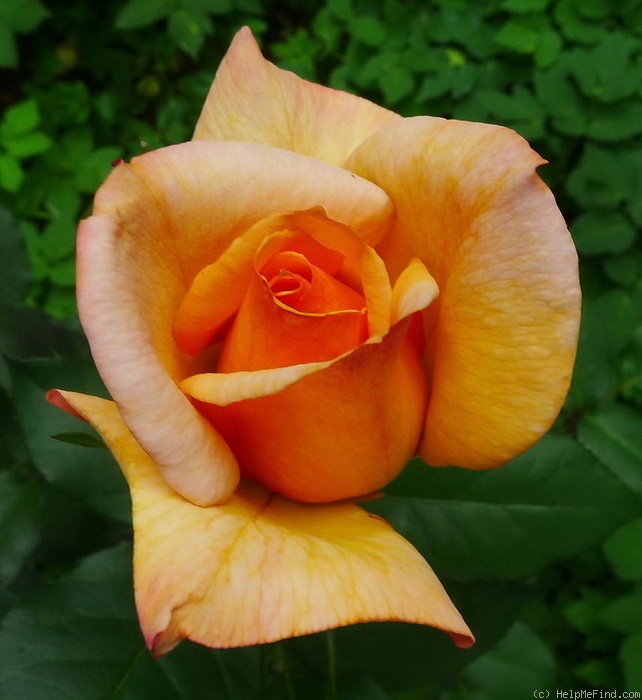 'Tahitian Sunset ™' rose photo
