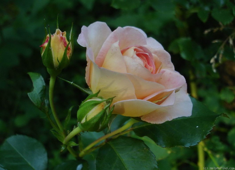 'Concerto 94' rose photo