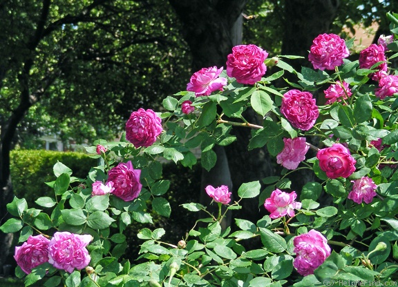 'Reine des Violettes (hybrid perpetual, Mille-Mallet 1860)' rose photo
