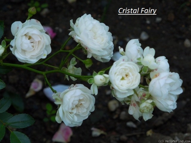 'Crystal Fairy' rose photo