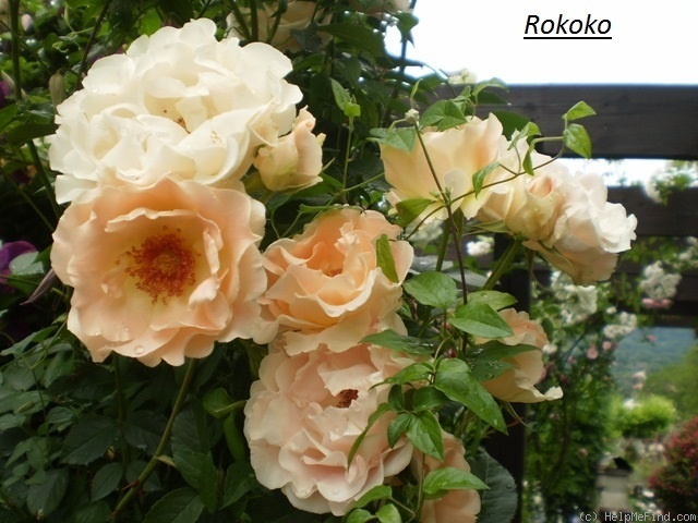 'Rokoko (shrub, Evers/Tantau, 1987)' rose photo