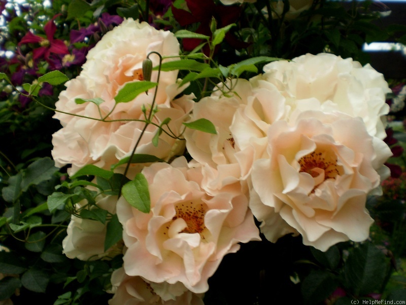 'Rokoko (shrub, Evers/Tantau, 1987)' rose photo