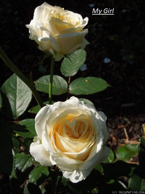 'My Girl (hybrid tea, Evers/Tantau, 2000/06)' rose photo