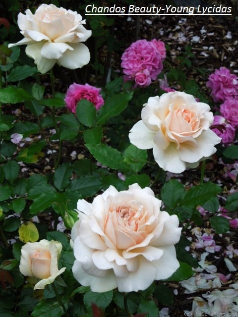 'Chandos Beauty' rose photo