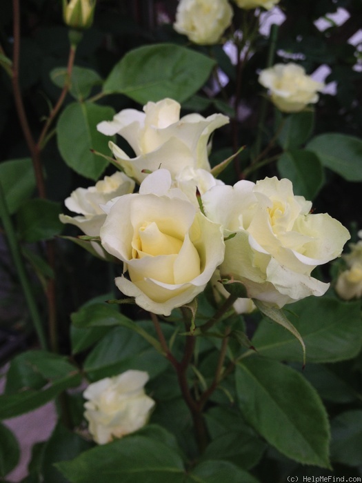 'Ichiyoh' rose photo