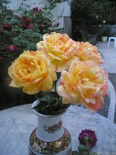 'Marvelle ® (hybrid tea, McGredy, 1988)' rose photo