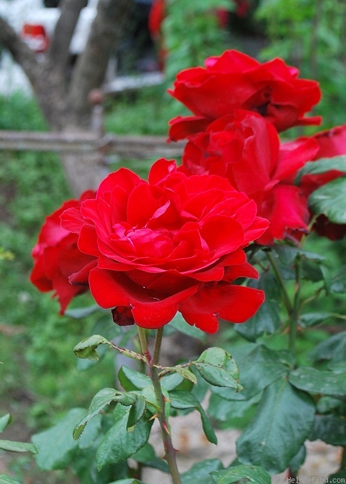 'Pharaon (hybrid tea, Meilland, 1967)' rose photo