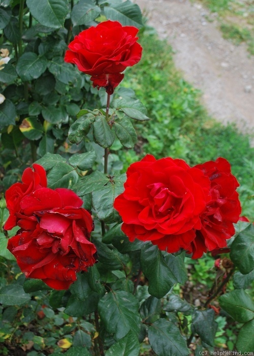 'Pharaon (hybrid tea, Meilland, 1967)' rose photo