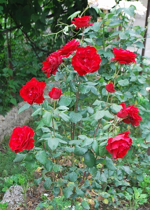 'Pharaon (hybrid tea, Meilland, 1967)' rose photo