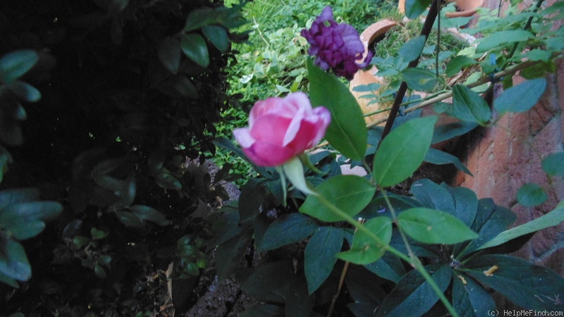 'Souvenir d'Aimé Terrel des Chenes' rose photo