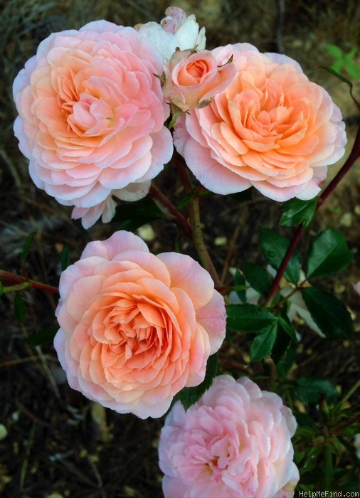 'Apricot Drift' rose photo