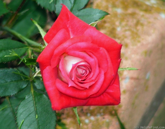 'Iced Raspberry ™' rose photo