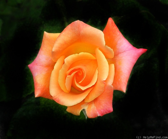 'Hot Romance' rose photo