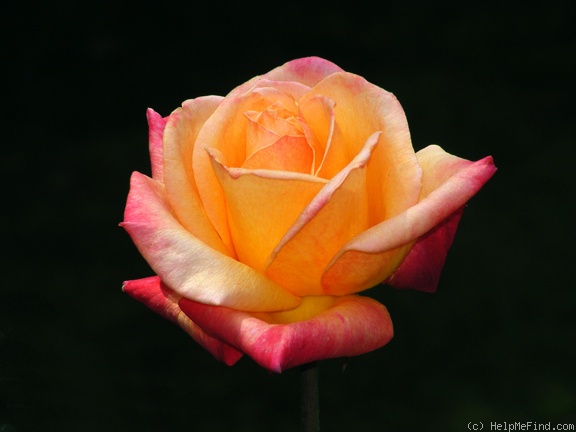 'Hondo (hybrid tea, Perry, 1998)' rose photo