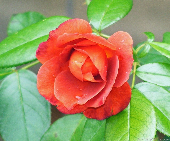 'Hot Cocoa ™ (Floribunda, Carruth 2001)' rose photo
