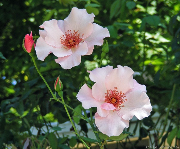 'Dainty Bess' rose photo
